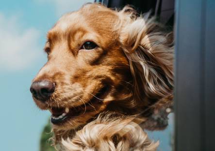 Pet traveling Pet traveling